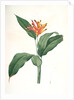 Heliconia psittacorum, Héliconia des Perroquets; Parrot Flower by Pierre Joseph Redouté