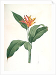 Heliconia psittacorum, Héliconia des Perroquets; Parrot Flower by Pierre Joseph Redouté