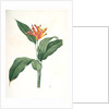 Heliconia psittacorum, Héliconia des Perroquets; Parrot Flower by Pierre Joseph Redouté