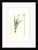 Allium sulcatum, Allium neapolitanum; Ail cannelé, Naples onion by Pierre Joseph Redouté
