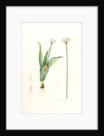 Allium sulcatum, Allium neapolitanum; Ail cannelé, Naples onion by Pierre Joseph Redouté