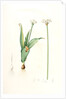 Allium sulcatum, Allium neapolitanum; Ail cannelé, Naples onion by Pierre Joseph Redouté