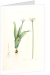 Allium sulcatum, Allium neapolitanum; Ail cannelé, Naples onion by Pierre Joseph Redouté