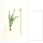 Allium sulcatum, Allium neapolitanum; Ail cannelé, Naples onion by Pierre Joseph Redouté