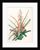 Bromella pinguin, Bromelia Pinguin; Ananas sauvage; Pinguin by Pierre Joseph Redouté