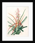 Bromella pinguin, Bromelia Pinguin; Ananas sauvage; Pinguin by Pierre Joseph Redouté