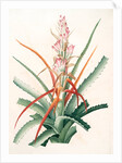 Bromella pinguin, Bromelia Pinguin; Ananas sauvage; Pinguin by Pierre Joseph Redouté