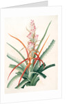 Bromella pinguin, Bromelia Pinguin; Ananas sauvage; Pinguin by Pierre Joseph Redouté
