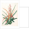 Bromella pinguin, Bromelia Pinguin; Ananas sauvage; Pinguin by Pierre Joseph Redouté