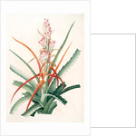 Bromella pinguin, Bromelia Pinguin; Ananas sauvage; Pinguin by Pierre Joseph Redouté