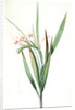 Gladiolus tubatus, Glaïeul en trompette by Pierre Joseph Redouté