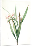 Gladiolus tubatus, Glaïeul en trompette by Pierre Joseph Redouté