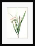 Gladiolus tubatus, Glaïeul en trompette by Pierre Joseph Redouté
