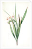 Gladiolus tubatus, Glaïeul en trompette by Pierre Joseph Redouté