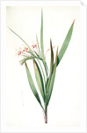 Gladiolus tubatus, Glaïeul en trompette by Pierre Joseph Redouté