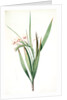 Gladiolus tubatus, Glaïeul en trompette by Pierre Joseph Redouté