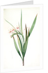 Gladiolus tubatus, Glaïeul en trompette by Pierre Joseph Redouté