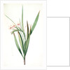 Gladiolus tubatus, Glaïeul en trompette by Pierre Joseph Redouté