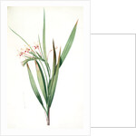 Gladiolus tubatus, Glaïeul en trompette by Pierre Joseph Redouté