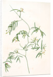 Medeola angustifolia, Geitonoplesium cymosum; Medeola à feuilles étroites by Pierre Joseph Redouté