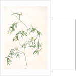 Medeola angustifolia, Geitonoplesium cymosum; Medeola à feuilles étroites by Pierre Joseph Redouté