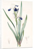 Iris amoena, Iris hybrida; Iris agréable, Bearded Iris by Pierre Joseph Redouté