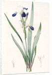 Iris amoena, Iris hybrida; Iris agréable, Bearded Iris by Pierre Joseph Redouté