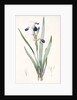 Iris amoena, Iris hybrida; Iris agréable, Bearded Iris by Pierre Joseph Redouté