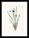 Iris amoena, Iris hybrida; Iris agréable, Bearded Iris by Pierre Joseph Redouté