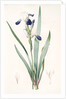 Iris amoena, Iris hybrida; Iris agréable, Bearded Iris by Pierre Joseph Redouté