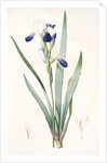 Iris amoena, Iris hybrida; Iris agréable, Bearded Iris by Pierre Joseph Redouté