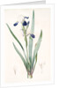Iris amoena, Iris hybrida; Iris agréable, Bearded Iris by Pierre Joseph Redouté