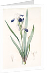 Iris amoena, Iris hybrida; Iris agréable, Bearded Iris by Pierre Joseph Redouté