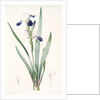 Iris amoena, Iris hybrida; Iris agréable, Bearded Iris by Pierre Joseph Redouté