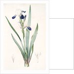 Iris amoena, Iris hybrida; Iris agréable, Bearded Iris by Pierre Joseph Redouté