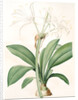 Pancratium fragrans, Hymenocallis sp; Pancrace odorant, Spider Lily by Pierre Joseph Redouté