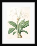Pancratium fragrans, Hymenocallis sp; Pancrace odorant, Spider Lily by Pierre Joseph Redouté