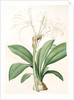 Pancratium fragrans, Hymenocallis sp; Pancrace odorant, Spider Lily by Pierre Joseph Redouté