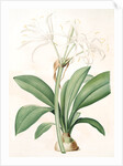 Pancratium fragrans, Hymenocallis sp; Pancrace odorant, Spider Lily by Pierre Joseph Redouté