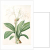 Pancratium fragrans, Hymenocallis sp; Pancrace odorant, Spider Lily by Pierre Joseph Redouté