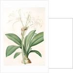 Pancratium fragrans, Hymenocallis sp; Pancrace odorant, Spider Lily by Pierre Joseph Redouté