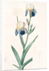 Iris sambucina, Iris à l'odeur de sureau, Elder-scented Iris by Pierre Joseph Redouté