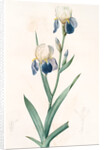 Iris sambucina, Iris à l'odeur de sureau, Elder-scented Iris by Pierre Joseph Redouté
