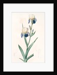 Iris sambucina, Iris à l'odeur de sureau, Elder-scented Iris by Pierre Joseph Redouté