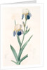 Iris sambucina, Iris à l'odeur de sureau, Elder-scented Iris by Pierre Joseph Redouté