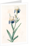 Iris sambucina, Iris à l'odeur de sureau, Elder-scented Iris by Pierre Joseph Redouté