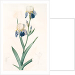 Iris sambucina, Iris à l'odeur de sureau, Elder-scented Iris by Pierre Joseph Redouté
