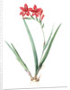 Gladiolus cardinalis, Glaieul cardinal; Waterfall Gladiolus, New Year Lily; Superb Gladiolus by Pierre Joseph Redouté
