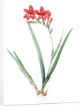 Gladiolus cardinalis, Glaieul cardinal; Waterfall Gladiolus, New Year Lily; Superb Gladiolus by Pierre Joseph Redouté