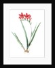 Gladiolus cardinalis, Glaieul cardinal; Waterfall Gladiolus, New Year Lily; Superb Gladiolus by Pierre Joseph Redouté